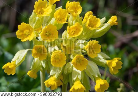 Cowslips (primula Veris)