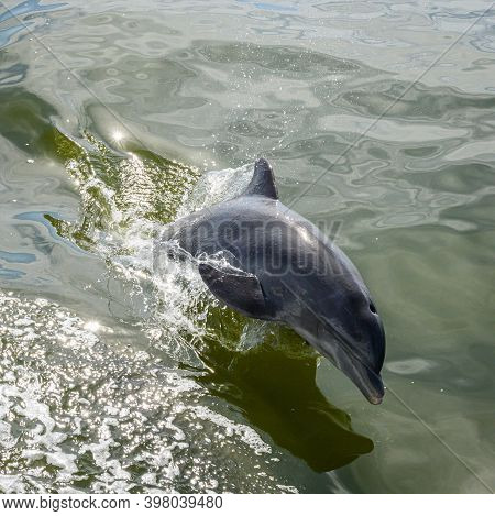 Dolphin Breach In Green Water Of The Gulf Of Mexico Off Of Fort Meyers
