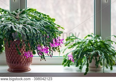 Thanksgiving Cactus (schlumbergera Truncata) Or Crab Cactus Plants On Window Sill Start Blossoming I