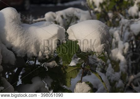 Green Leaves Under Early Snow Drifts In Autumn.