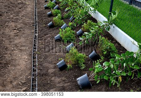 Planting A Hedge Of Shrubs In Plastic Black Pots Individual Shrubs Close Together Evergreen Ornament