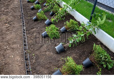 Planting A Hedge Of Shrubs In Plastic Black Pots Individual Shrubs Close Together Evergreen Ornament