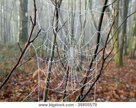 Frozen Cobweb