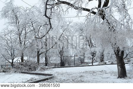 Trees Covered With Ice After Freezing Rain In Vladivostok, Russia. Sparkling Ice Covered Everything 