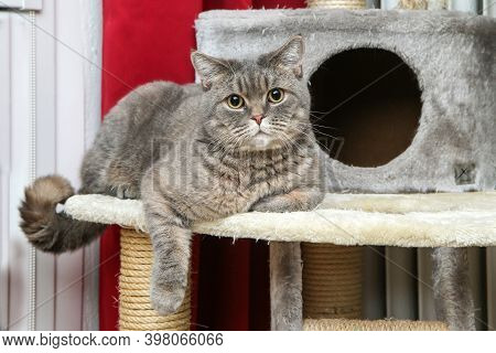 A Picture Of A Cute British Cat Lying On A Scrapper, Looking A Bit Foolish, But Relaxed.