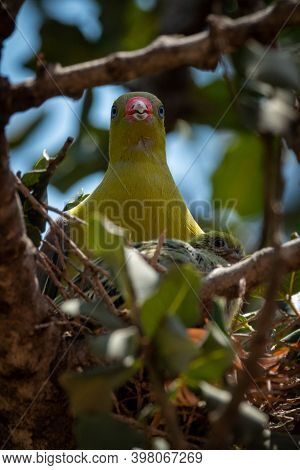 African Green-pigeon Nests In Tree With Chick