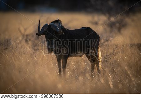 Backlit Black Wildebeest Stands In Long Grass
