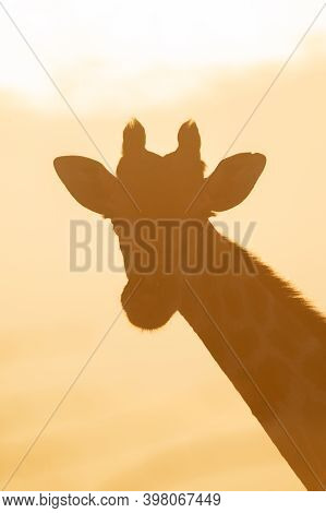 Close-up Of Backlit Southern Giraffe Facing Camera