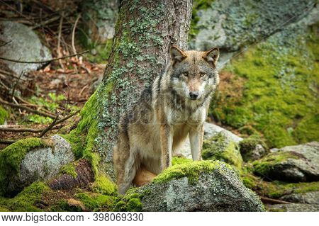 The Portrait Of Wolf In Czech Republic In His Natural Habitat In A Protected National Area In Southe