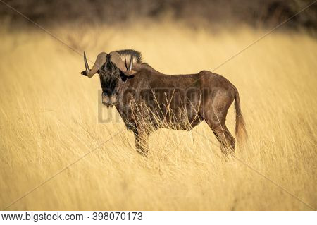 Black Wildebeest Stands In Tall Grass Staring