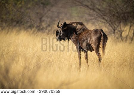 Black Wildebeest Stands In Grass In Sunshine