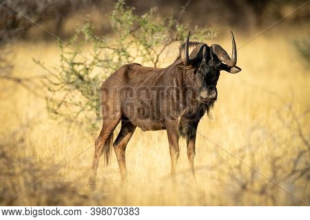 Black Wildebeest Stands In Grass By Bush