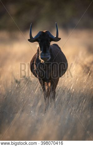 Black Wildebeest Stands Facing Camera In Grass