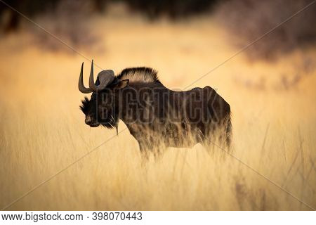 Black Wildebeest Standing In Grass In Profile