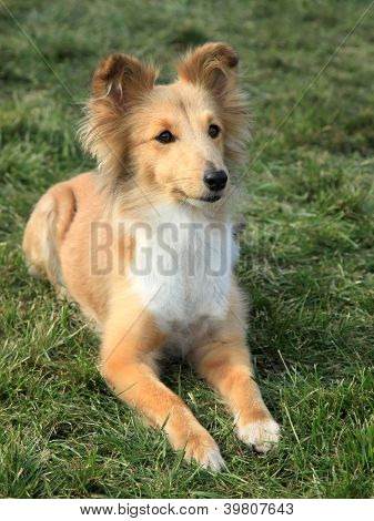 셰틀랜드 제도 Sheepdog