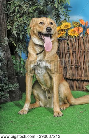 Outbred Happy Brown Dog On Green Grass