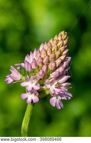 Pyramid Orchid (anacamptis Pyramidalis)