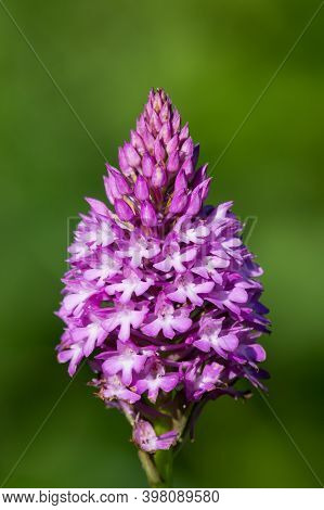 Pyramid Orchid (anacamptis Pyramidalis)