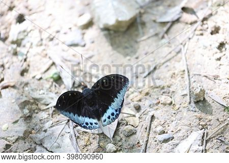 Butterfly On A Flower, Nature Back Ground