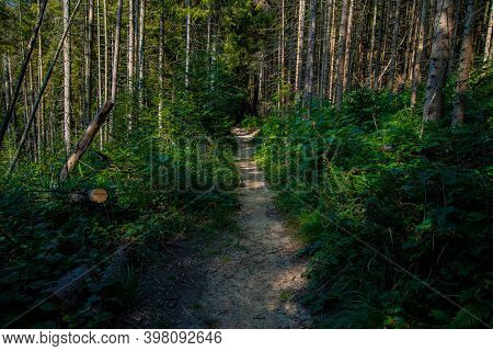 Path Way Dirt Trail Between Felling Of Trees In Green Forest Nature Summer Environment