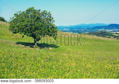 Alone Tree On Hill, Covered With Green Grass, Beautiful Fresh Natyre, Tuscany, Italy