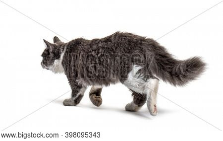 Grey and white Crossbreed cat going away