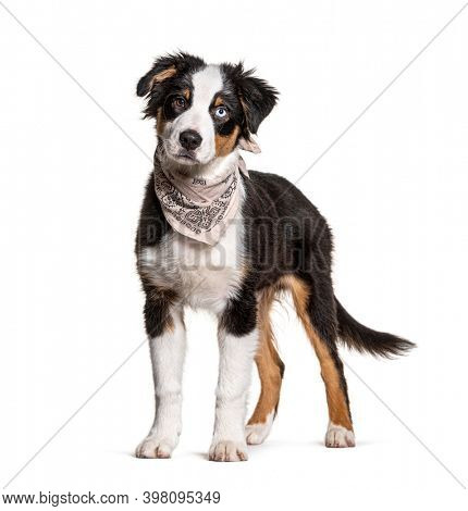 Odd-eyed australian Shepherd wearing a scarf dog