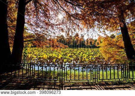 Autumn Landscape With Dried Green Leafs Of Water Lily (nymphaeaceae) Plants On A Water Surface And Y