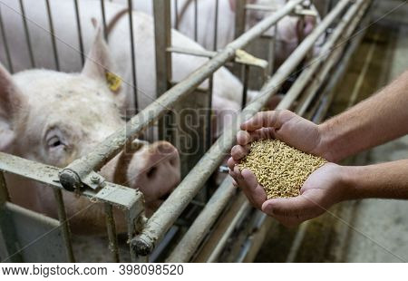 Close Up Of Farmer's Hands Holding Dry Concentrate For Feeding Pigs In Pigpen