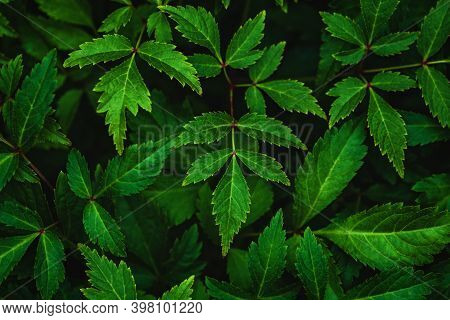 Dark Green Leaves Of Japanese Astilbe (astilbe Japonica) At Night, View From Above