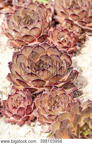 Red Sempervivum Houseleek Succulent Plants In The Garden