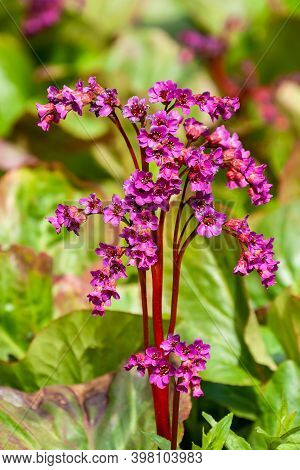 Decorative Inflorescence Of Badan (bergenia Crassifolia) With Pink Flowers