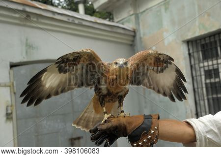 A Falcon On A Gauntlet Gauntlet Sits Spreading Its Wings