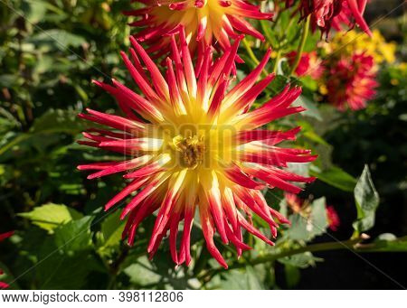 Pretty Dahlia Asteraceae Blossom In The Garden.