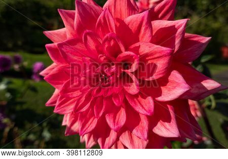 Beautiful Pink  Dahlia Close Up Blossom In The Garden On A Sunny Day