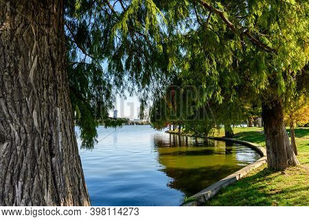 Landscape With Many Large Old Bald Cypress Trees Near The Lake In Parcul Herastrau (herastrau Park) 