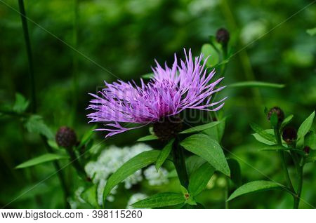 The Beautiful Pink Flower And Buds Of Centaurea Jacea, Also Known As Brown Knapweed. A Native Open W