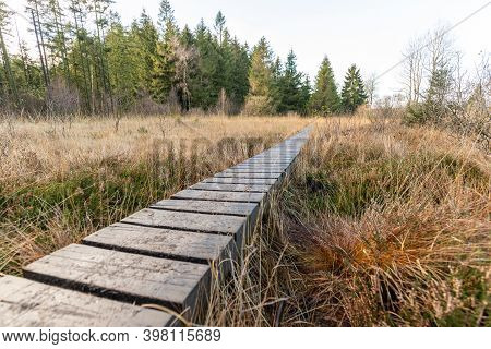 Boardwalk Thought The Moorland Of The High Fens In Belgium In Autumn