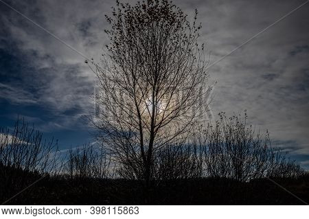 Blue Sky And Tree Against The Light In The High Fens, Belgium In Autumn