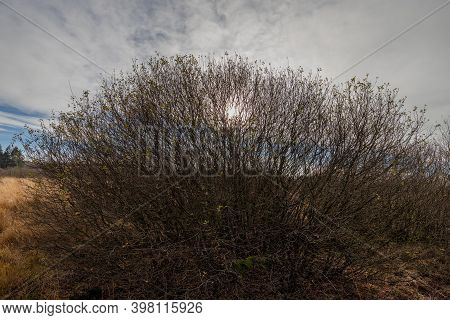 Blue Sky And Tree Against The Light In The High Fens, Belgium In Autumn