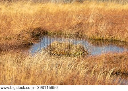 Swamp Landscape In The High Fens In Autumn