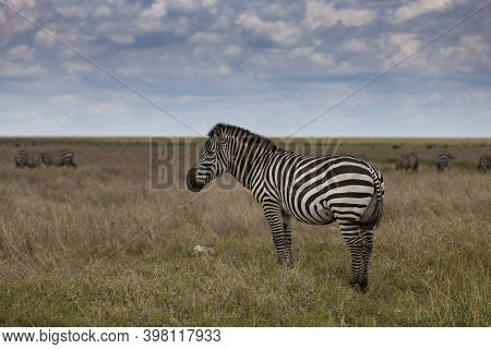 Lonesome Zebra In The Serengeti National Park