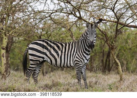 Lonesome Zebra In The Serengeti National Park