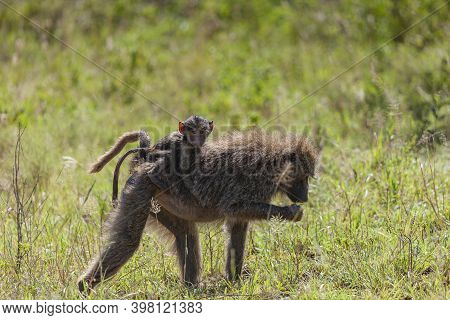 Mother And Baby Baboon Monkey In The Serengeti