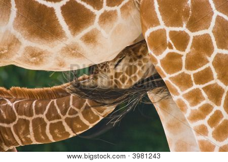 Giraffenbaby
