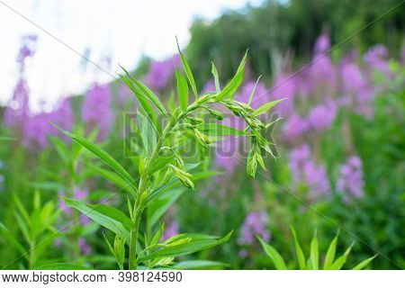 Growing Plant Blooming Sally, Wild Medicinal Herbal Tea Of Willow Plant Or Epilobium. Willow-herb, M