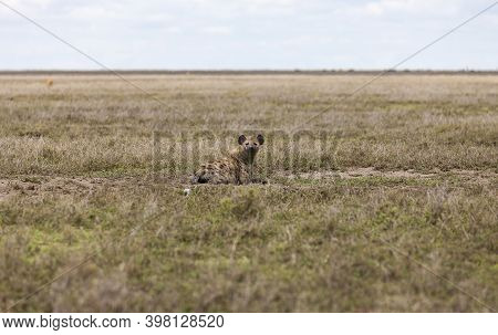 Hyena Taking A Rest On Comfortable Serengeti Grass