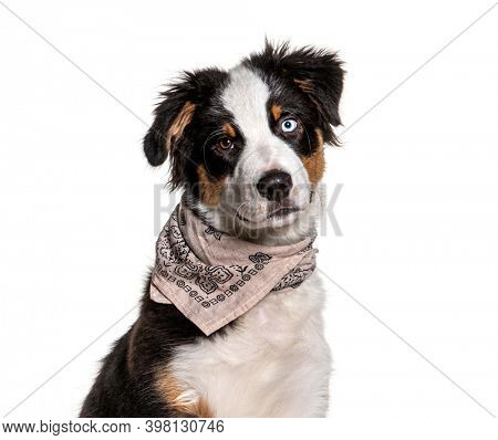 Close-up on a odd-eyed australian Shepherd wearing a scarf dog