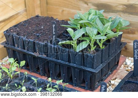 Roottrainers With Vegetable (broad Beans) Seedlings Growing In A Cold Frame, Uk