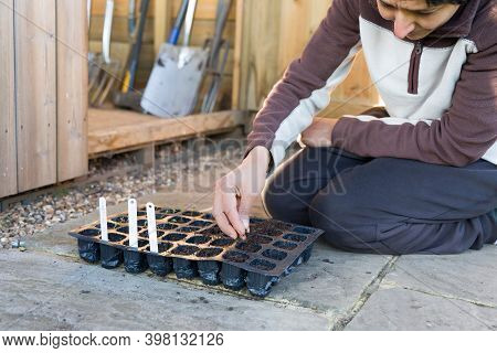 Woman Sowing Seeds, Filling A Plastic Plant Cells Seed Tray With Compost In A Garden, Uk
